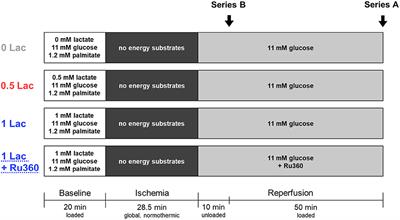 Pre-ischemic Lactate Levels Affect Post-ischemic Recovery in an Isolated Rat Heart Model of Donation After Circulatory Death (DCD)